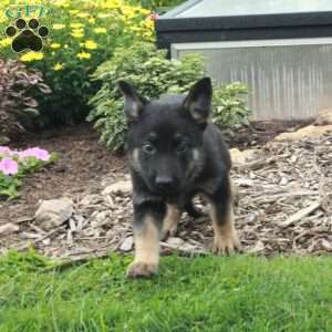 Waverly, German Shepherd Puppy