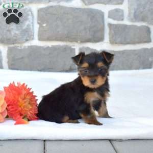 Wendy, Yorkie Puppy