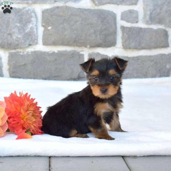 Wendy, Yorkie Puppy
