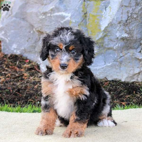 Wendy, Mini Bernedoodle Puppy