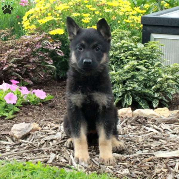 Wendy, German Shepherd Puppy