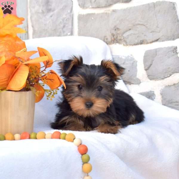 Wendy, Yorkie Puppy