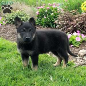 Wendy, German Shepherd Puppy