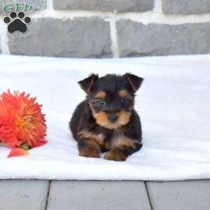 Wendy, Yorkie Puppy