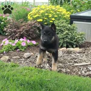 Wendy, German Shepherd Puppy