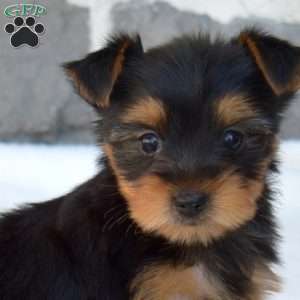 Wendy, Yorkie Puppy