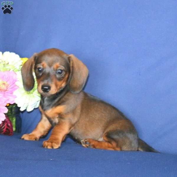Wendy, Dachshund Puppy