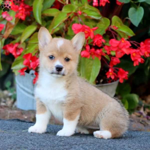 Wendy, Pembroke Welsh Corgi Puppy
