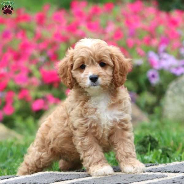 Wendy, Cavapoo Puppy