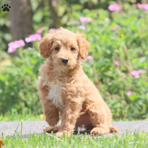 Wendy, Mini Goldendoodle Puppy