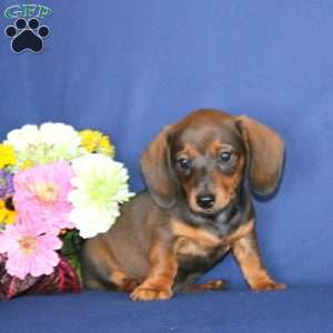Wendy, Dachshund Puppy