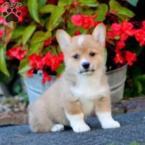 Wendy, Pembroke Welsh Corgi Puppy