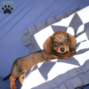 Wendy, Dachshund Puppy