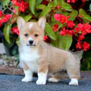 Wendy, Pembroke Welsh Corgi Puppy