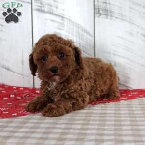 Wendy, Miniature Poodle Puppy