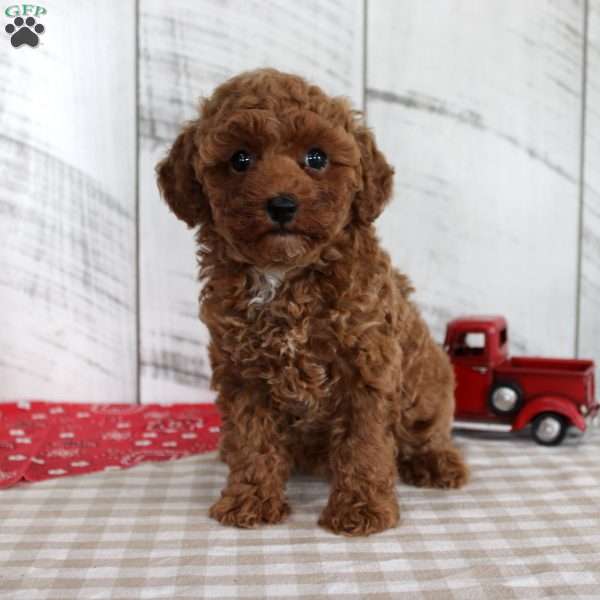 Wendy, Miniature Poodle Puppy
