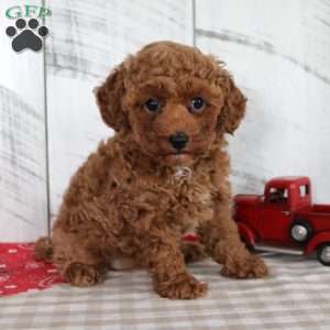 Wendy, Miniature Poodle Puppy