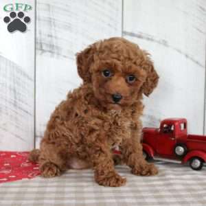 Wendy, Miniature Poodle Puppy