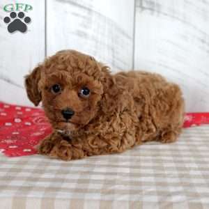 Wendy, Miniature Poodle Puppy