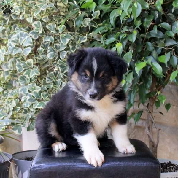 Weston, Australian Shepherd Puppy