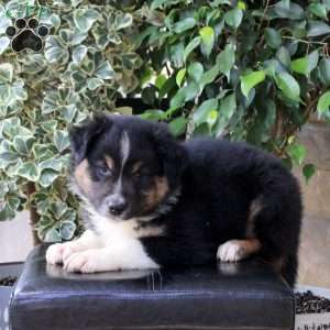 Weston, Australian Shepherd Puppy