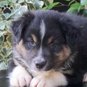 Weston, Australian Shepherd Puppy