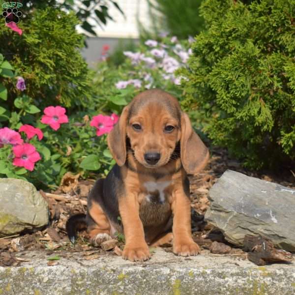 Wheeler, Beagle Puppy