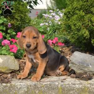 Wheeler, Beagle Puppy