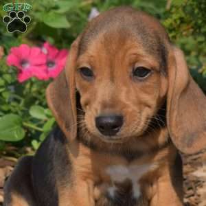Wheeler, Beagle Puppy