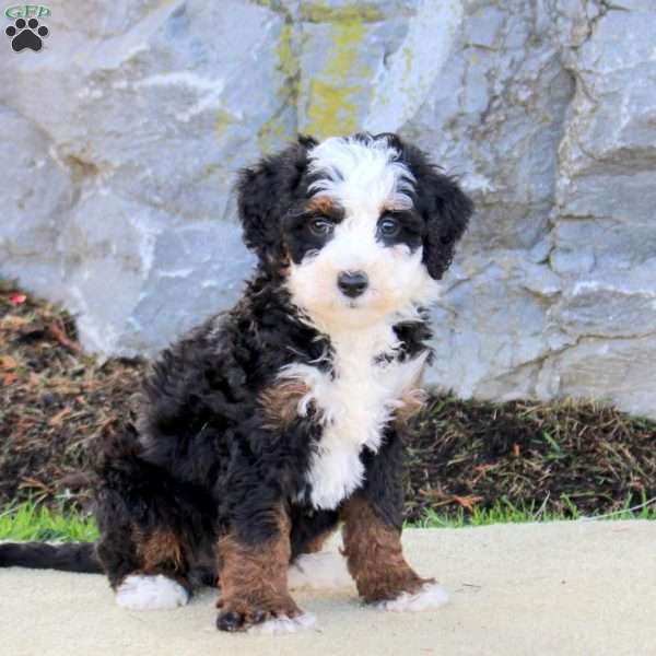 Whimsy, Mini Bernedoodle Puppy