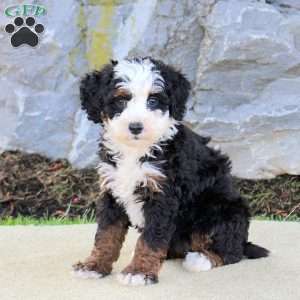 Whimsy, Mini Bernedoodle Puppy