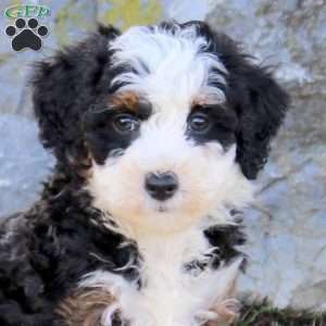 Whimsy, Mini Bernedoodle Puppy