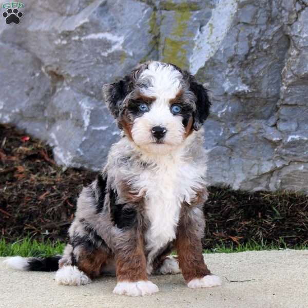 Whisper, Mini Bernedoodle Puppy