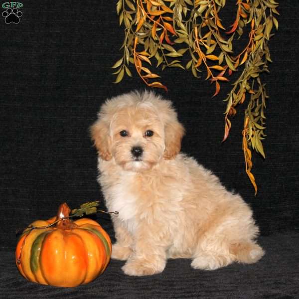 Wiggles, Bich-Poo Puppy