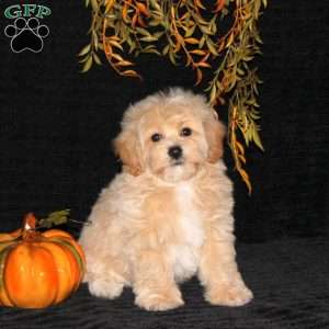 Wiggles, Bich-Poo Puppy