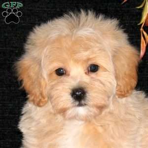 Wiggles, Bich-Poo Puppy