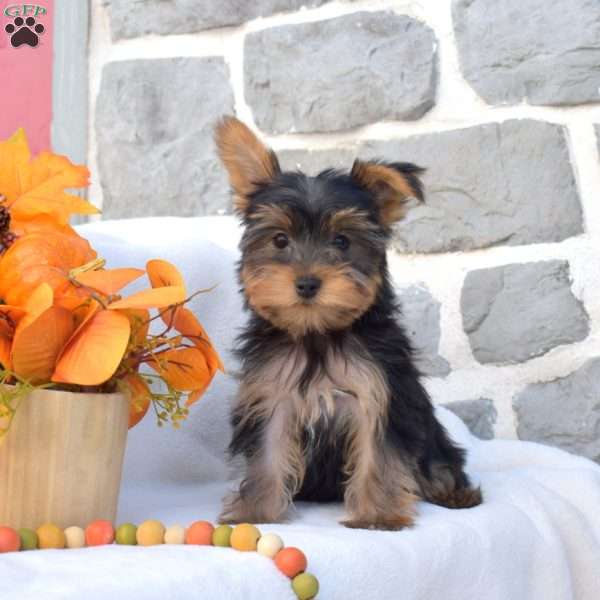 Wilbur, Yorkie Puppy