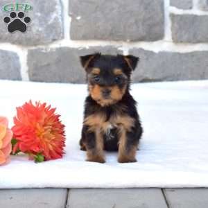 Wilbur, Yorkie Puppy