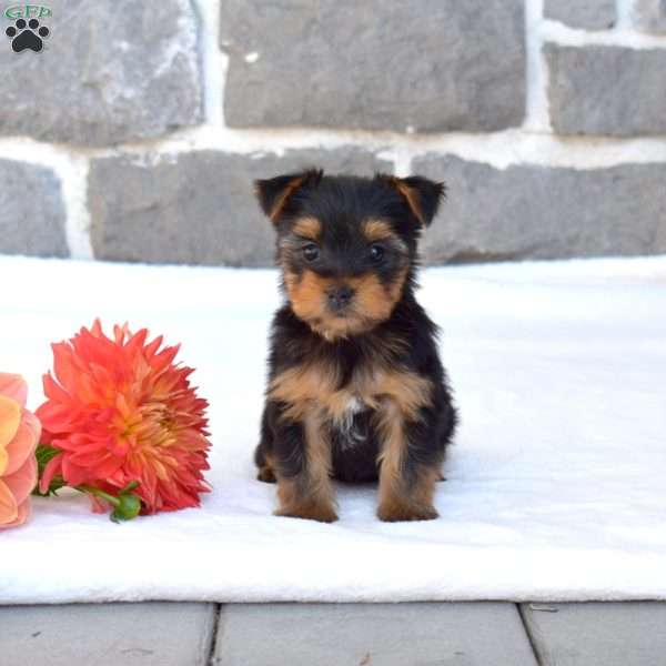 Wilbur, Yorkie Puppy