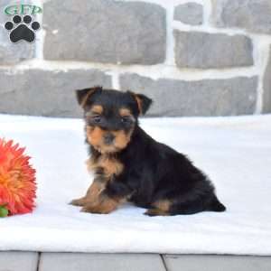 Wilbur, Yorkie Puppy