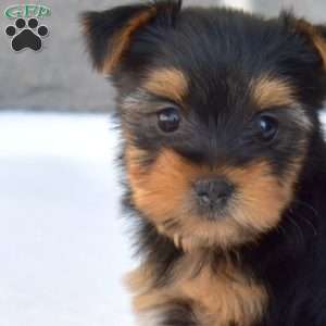 Wilbur, Yorkie Puppy