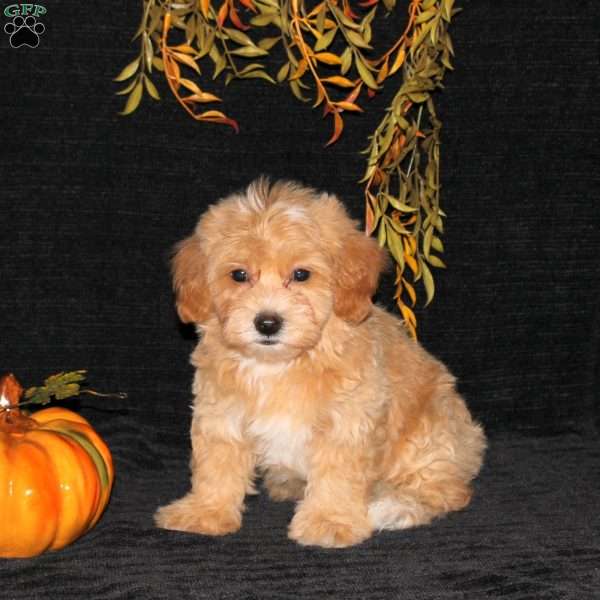Wilder, Bich-Poo Puppy