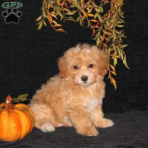Wilder, Bich-Poo Puppy