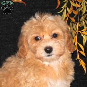 Wilder, Bich-Poo Puppy