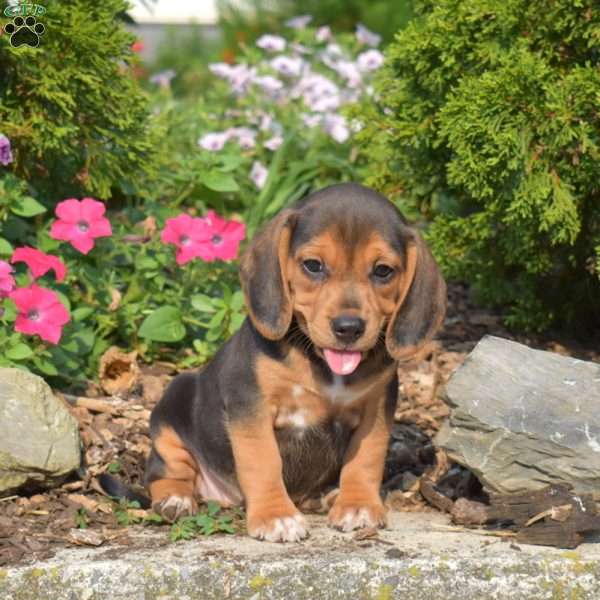 Wildflower, Beagle Puppy