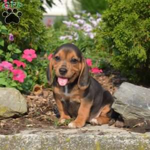 Wildflower, Beagle Puppy