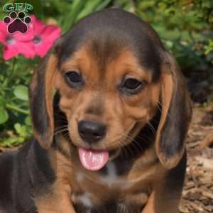 Wildflower, Beagle Puppy