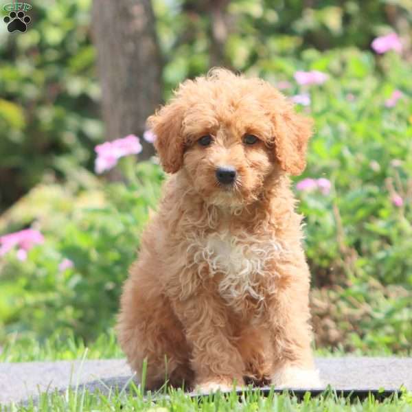 Will, Mini Goldendoodle Puppy