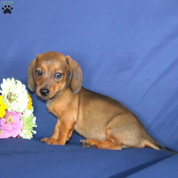 Will, Dachshund Puppy