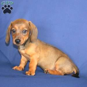 Will, Dachshund Puppy